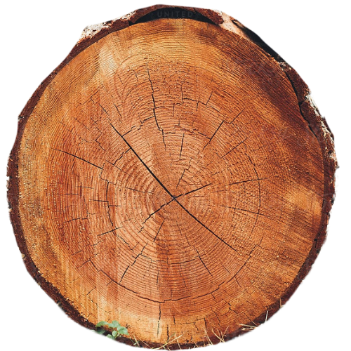 Maple Wood